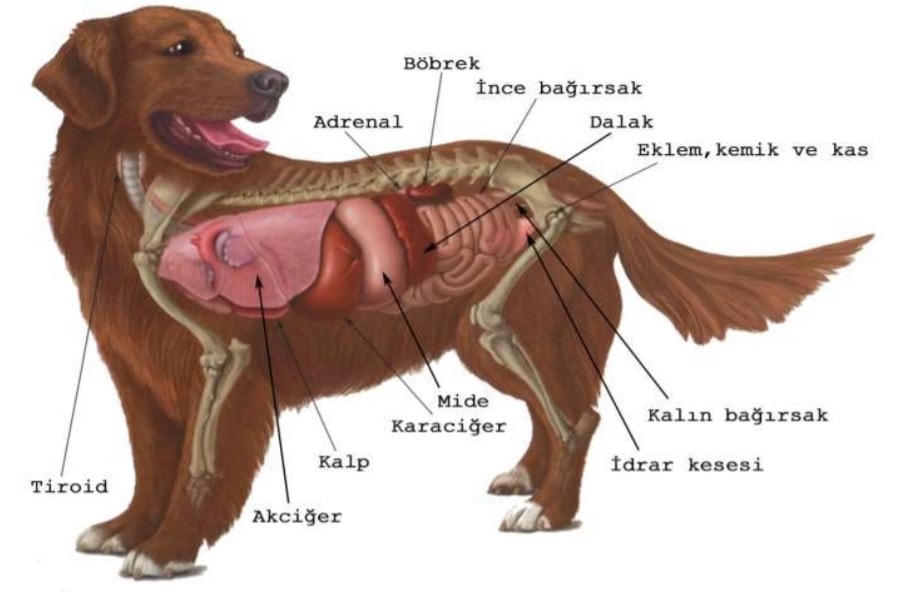 Kanlı İshal Tedavisi Nedir ve Köpeklerde Nasıl Uygulanır?