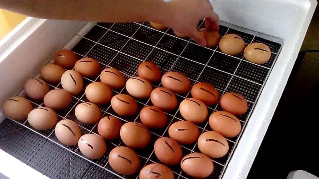 Kuluçka sürecinde yumurtaların soğuması