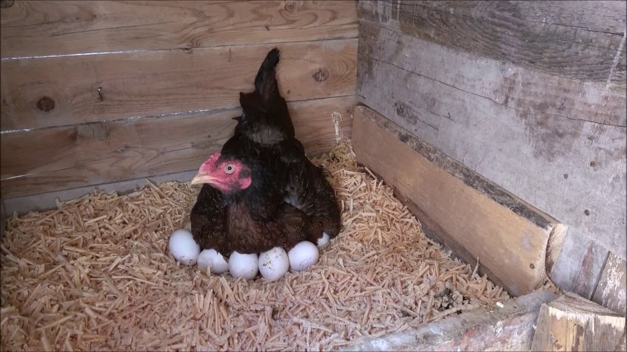 gurk tavuk yumurtadan kalkarsa ne olur